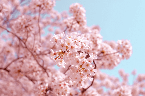 Japanese cherry blossom in full bloom.