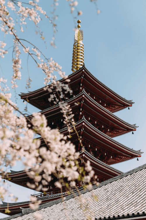 Pagoda surrounded by cherry blossoms in Japan.